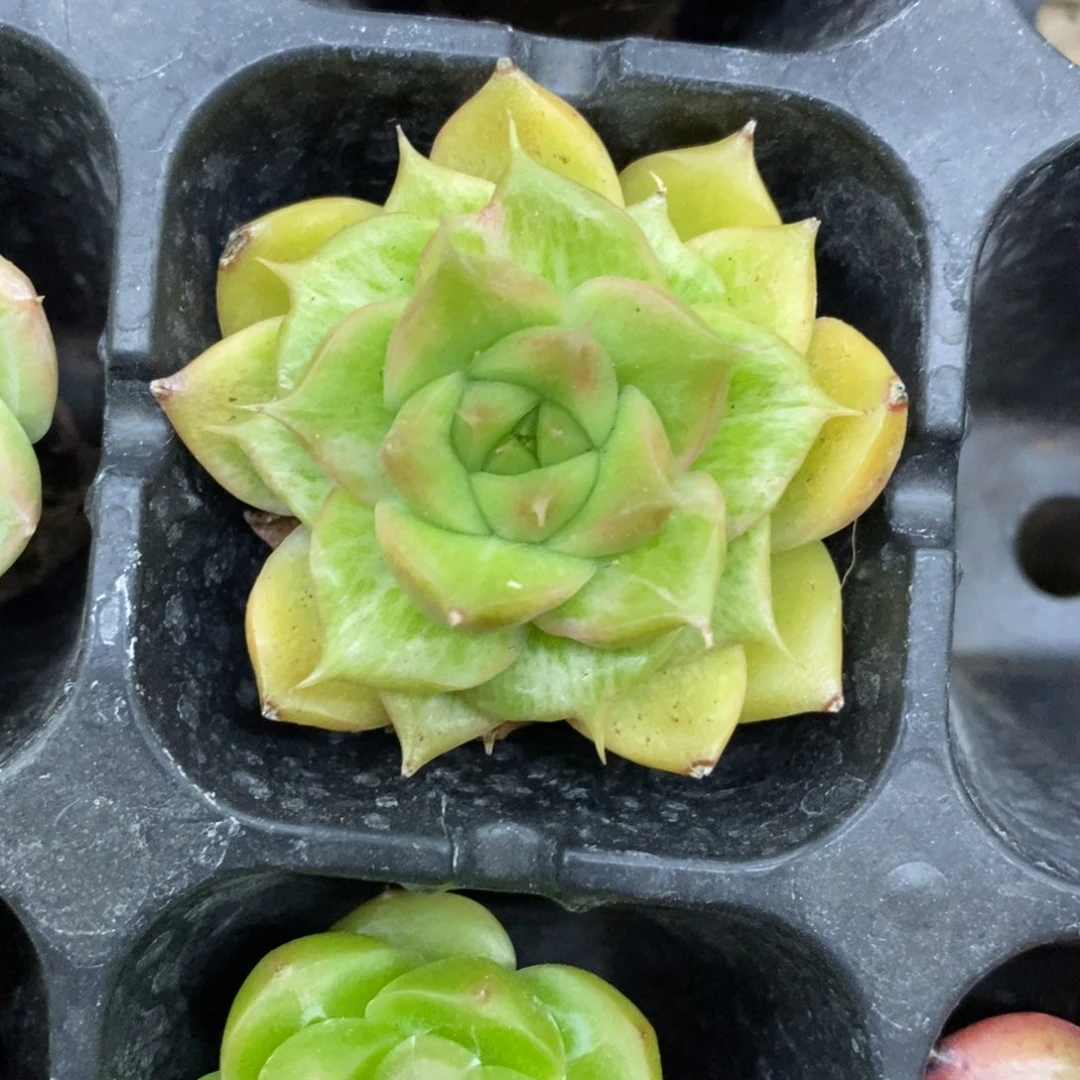 精品多肉一物，拍不包整59