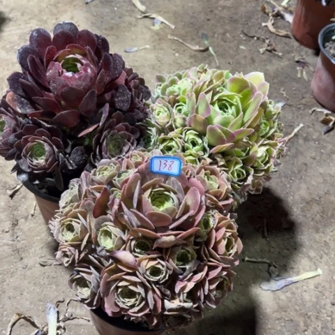 138多肉植物组合