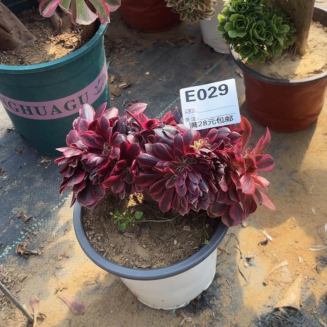 庭*029美杜莎缀多肉植物