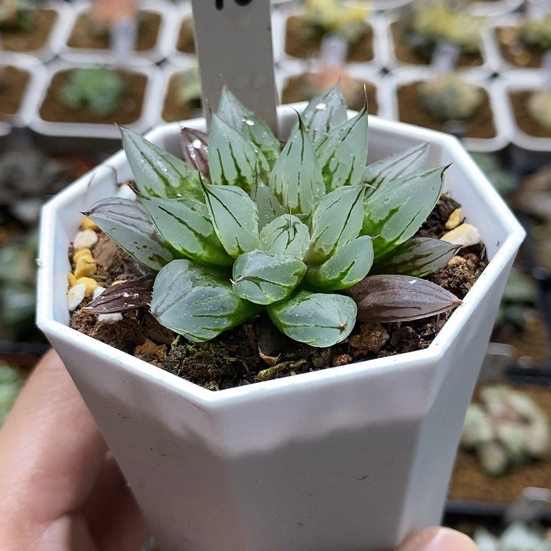 46西亚基哈哈哈哈哈哈