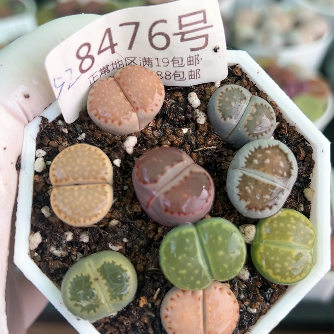 好养易活生石花大母本8476