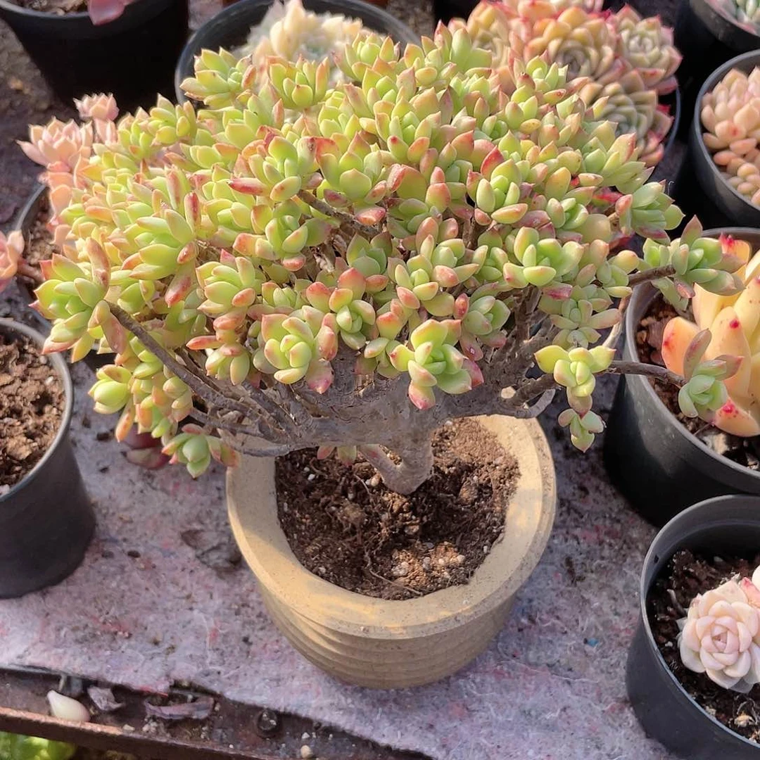 1702  马库斯朵朵缀 六月六