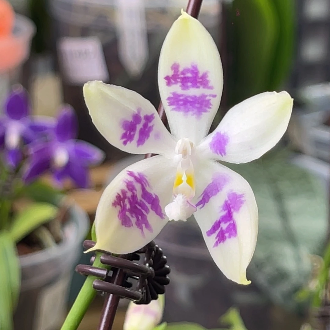 完全开放蓝麻雀-1415