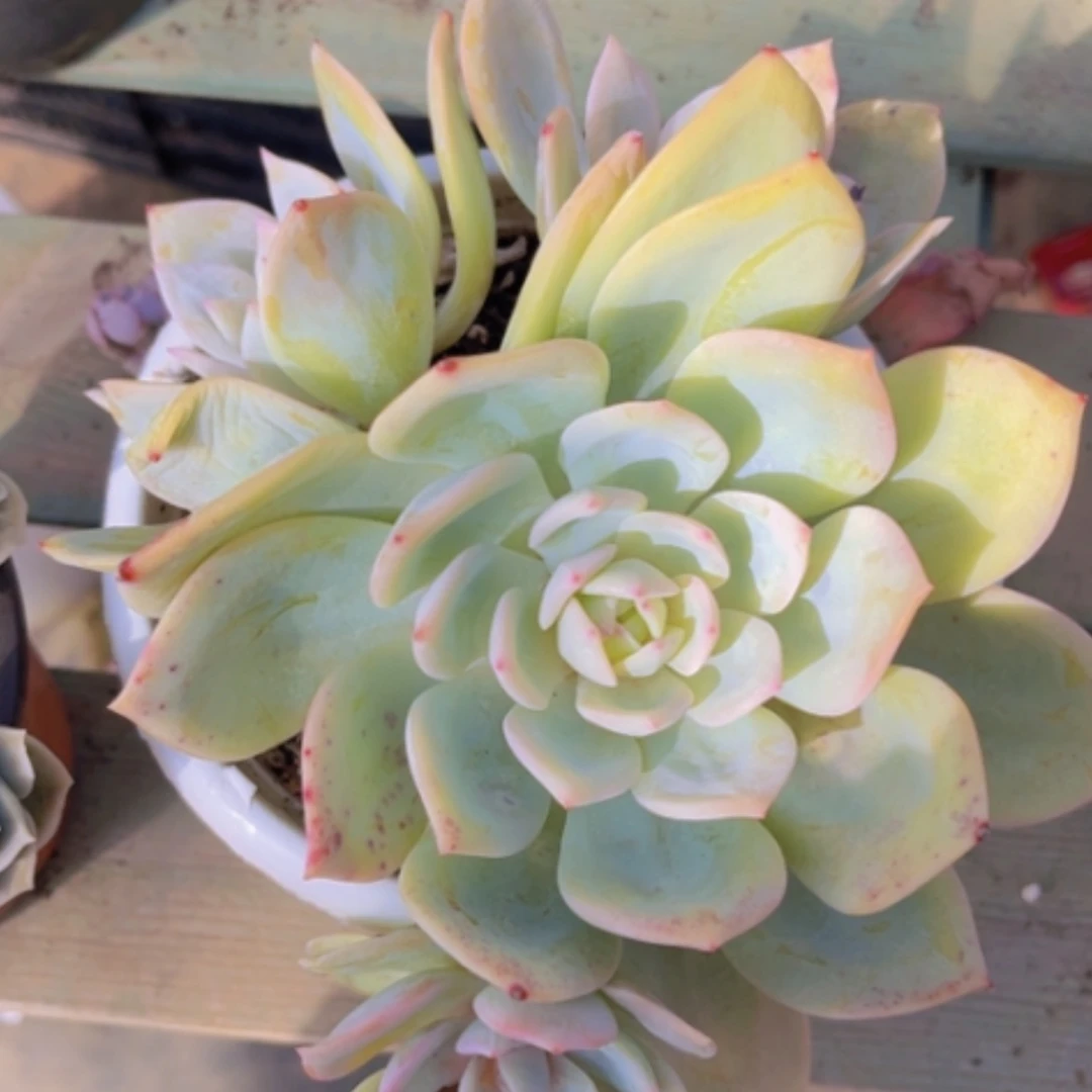 【闪购商品】凤橙1730