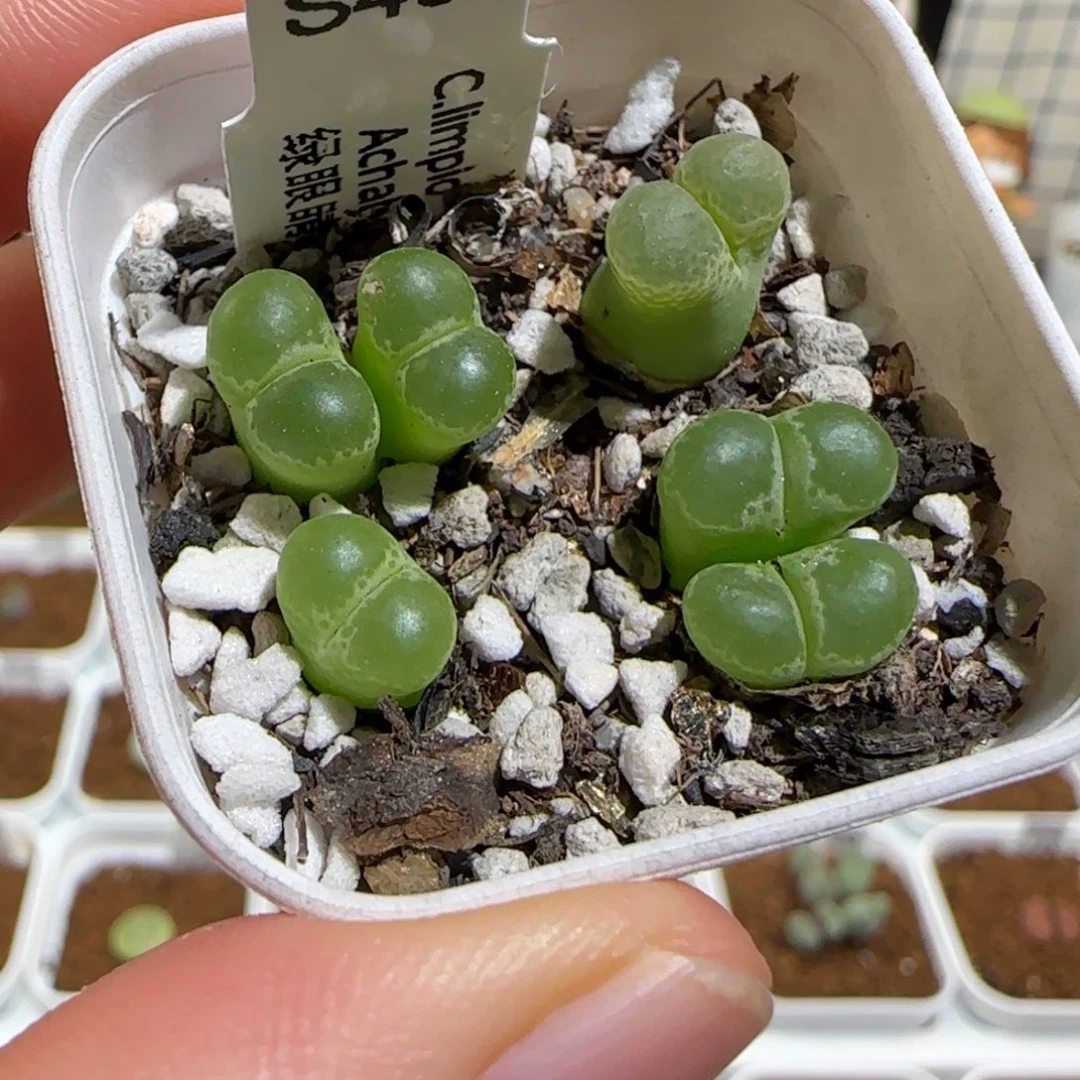 肉锥多肉植物组合-绿眼睛1357