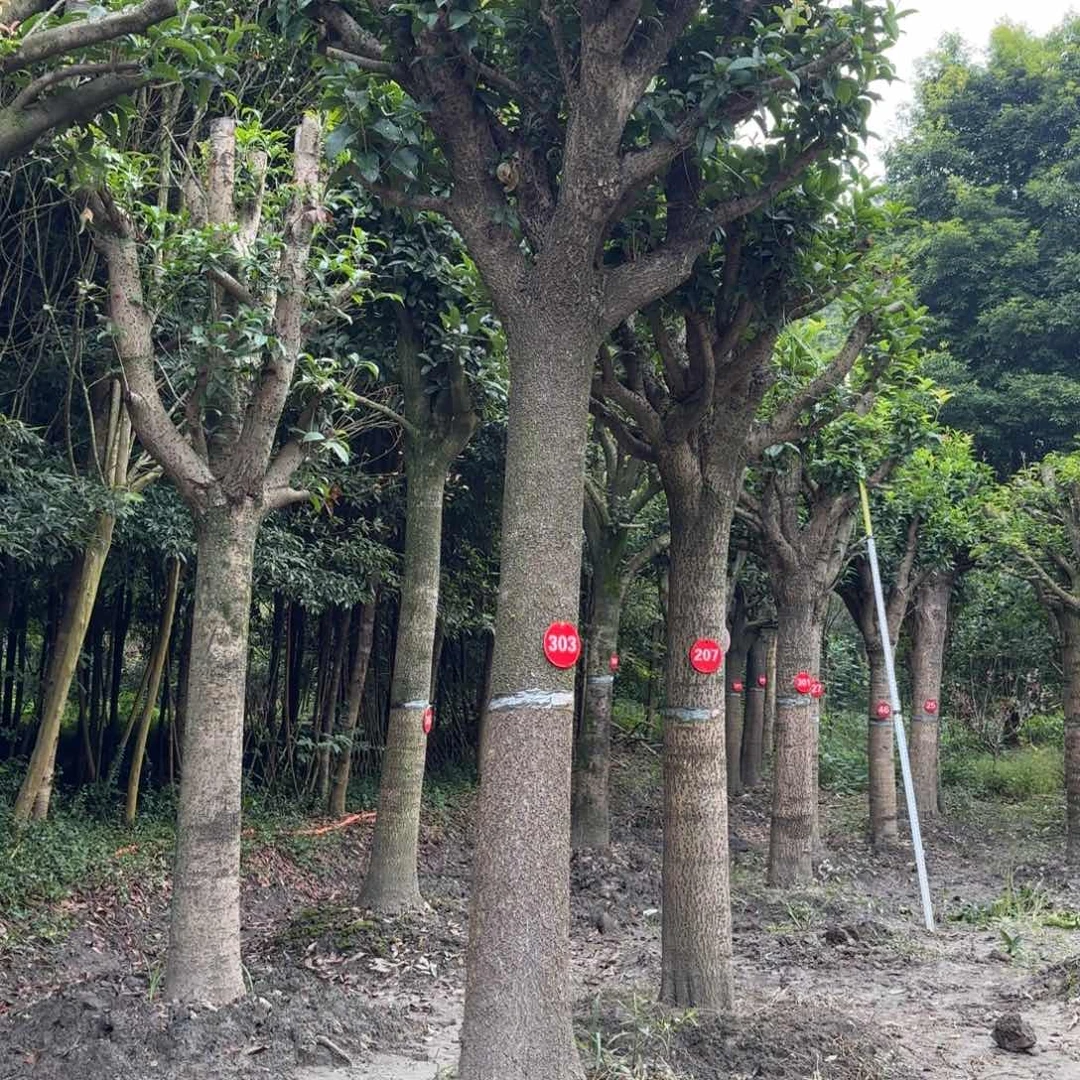 无花朵桂花香飘香的味道让人心