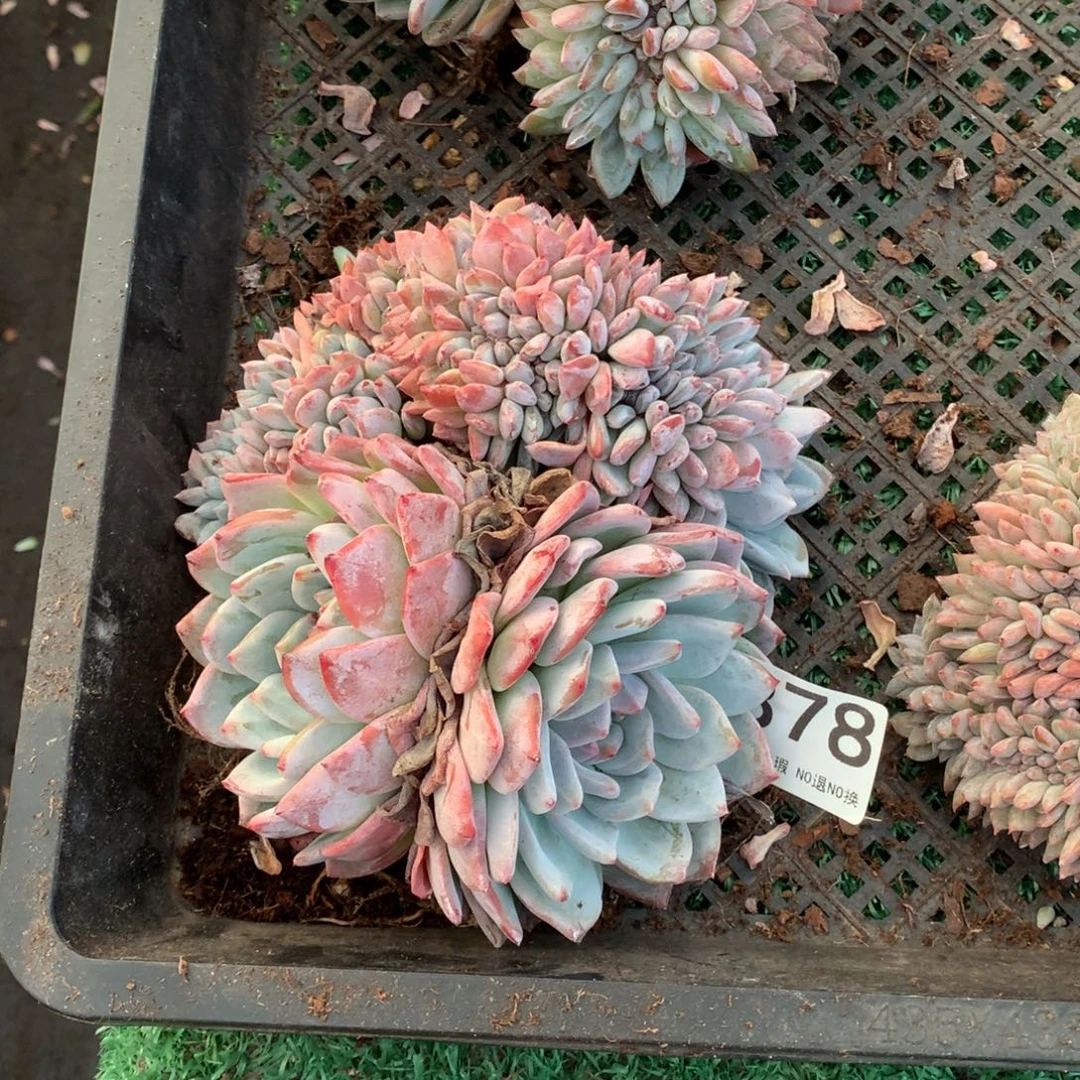 378橙子缀化多肉植物