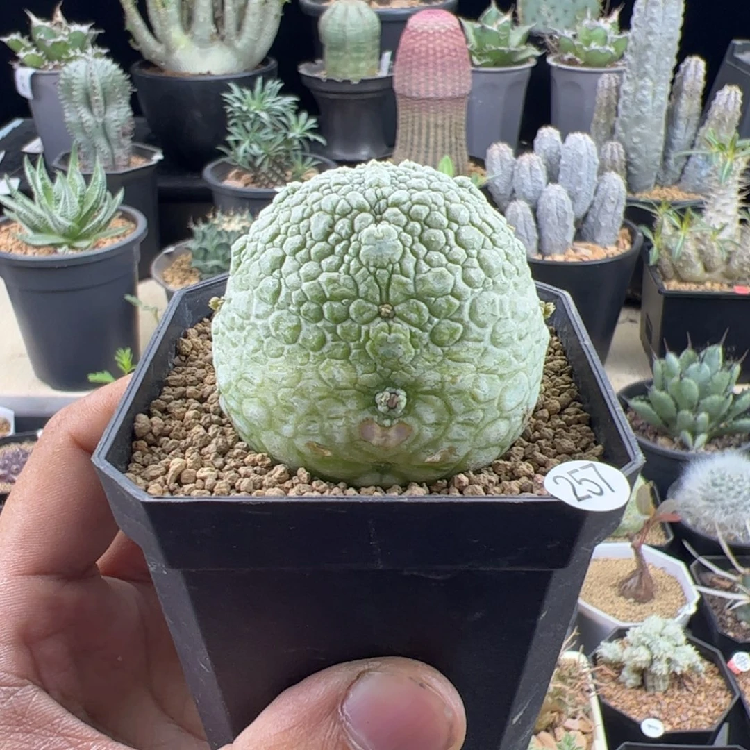 凝蹄玉实生5一物一拍