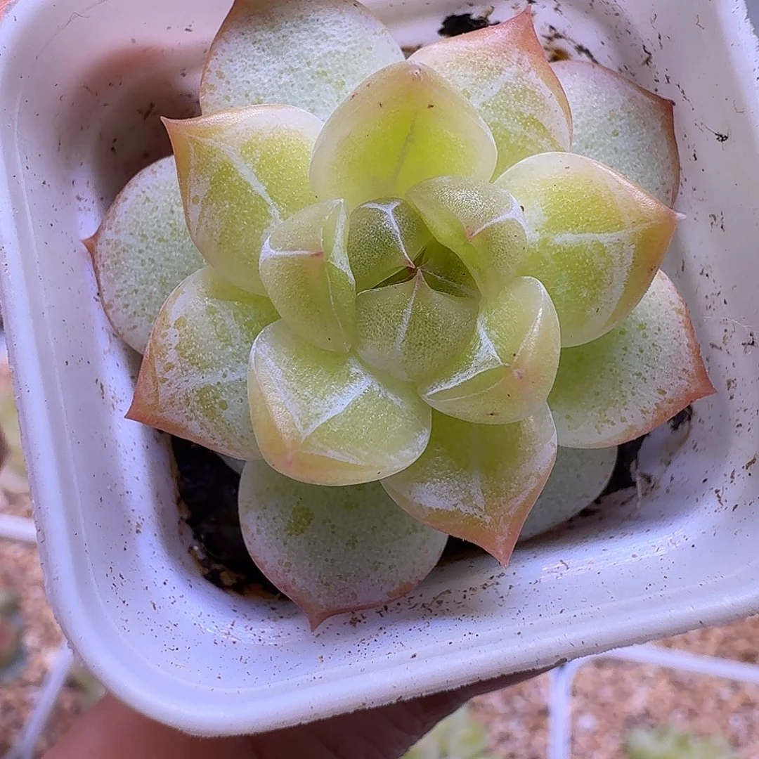 珍妮优选一物一拍