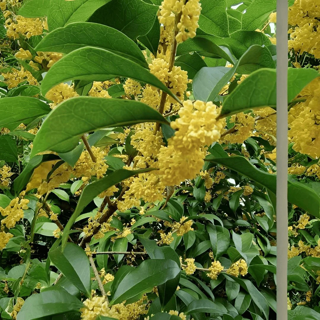 金桂 桂花树 庭院种植 花朵浓香