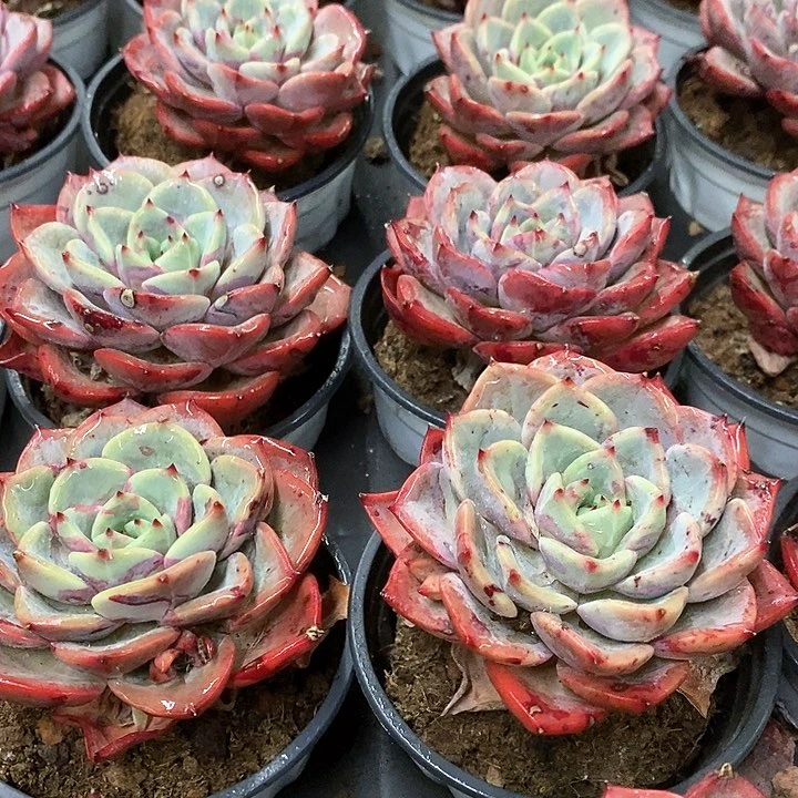 28。三文鱼。单头。