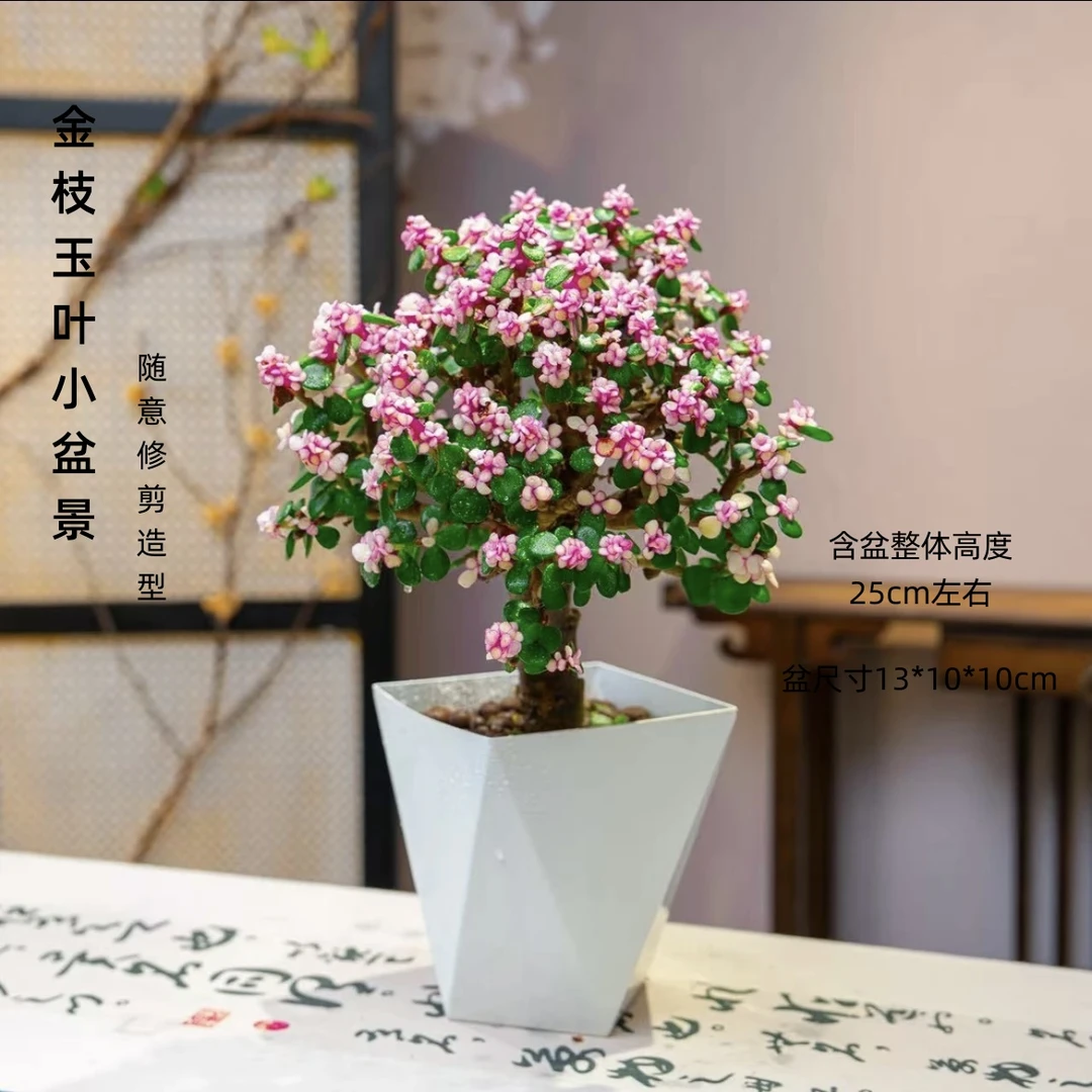 [专属]金枝玉叶棒棒糖多肉植物室内绿植盆栽客厅阳台盆景花卉