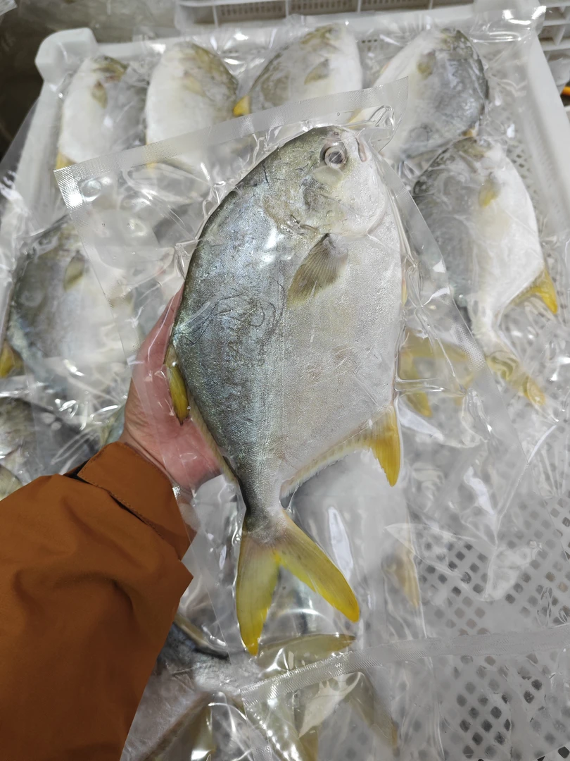 500-550g/条 深海金鲳鱼鲜活速冻 到手4条