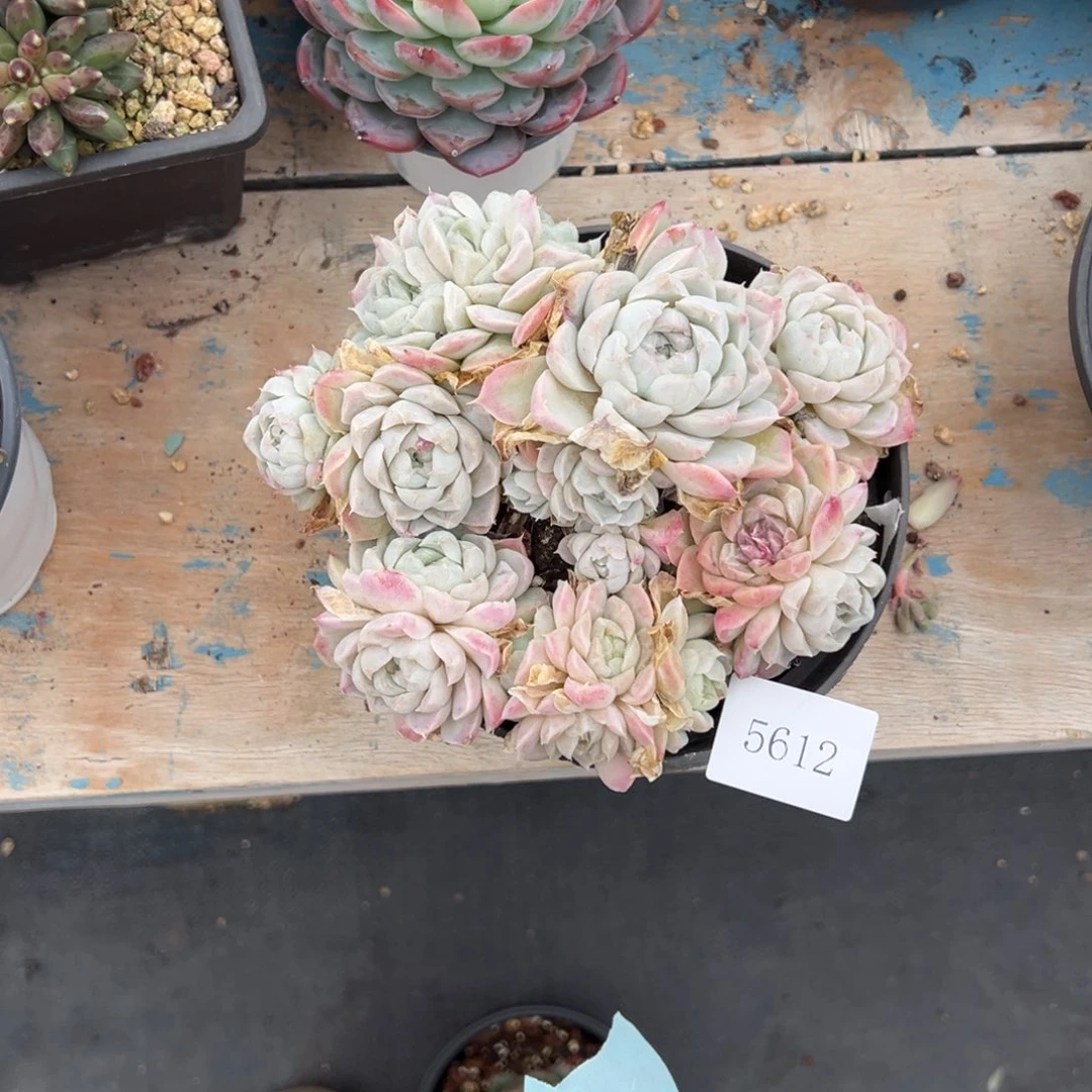 莞*5612不包整肉肉肉肉肉肉肉