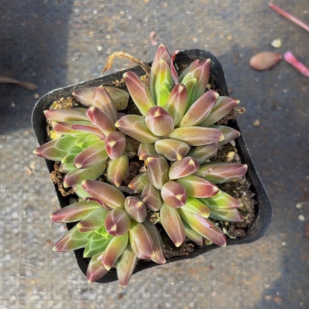 美女必备美人系精品多肉植物