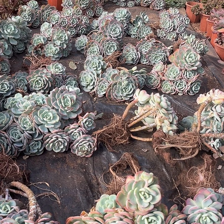 白月光有虫11.66多肉植物