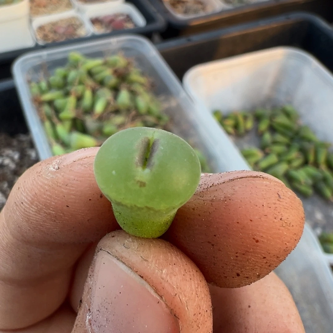 01粉红女郎纽扣母本一物一拍