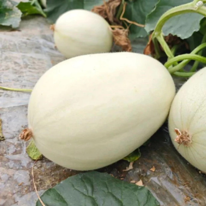 新鲜巴盟香瓜甜瓜一份约450-500g内蒙古自治区