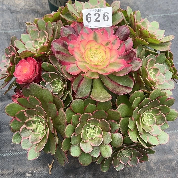 马****n626粉花妖多肉植物