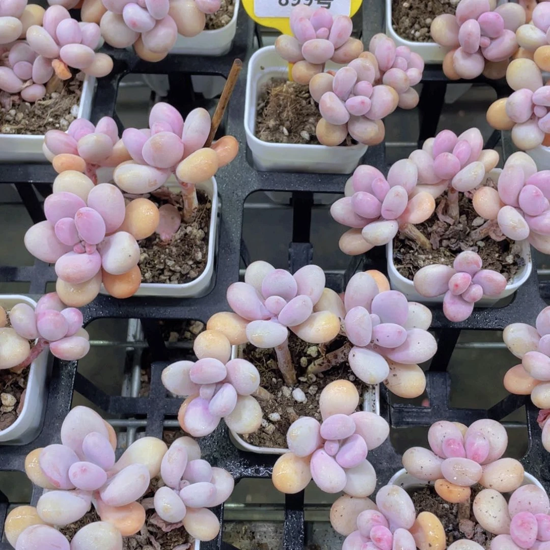 899号老桩 丸叶粉桃蛋多头群一个