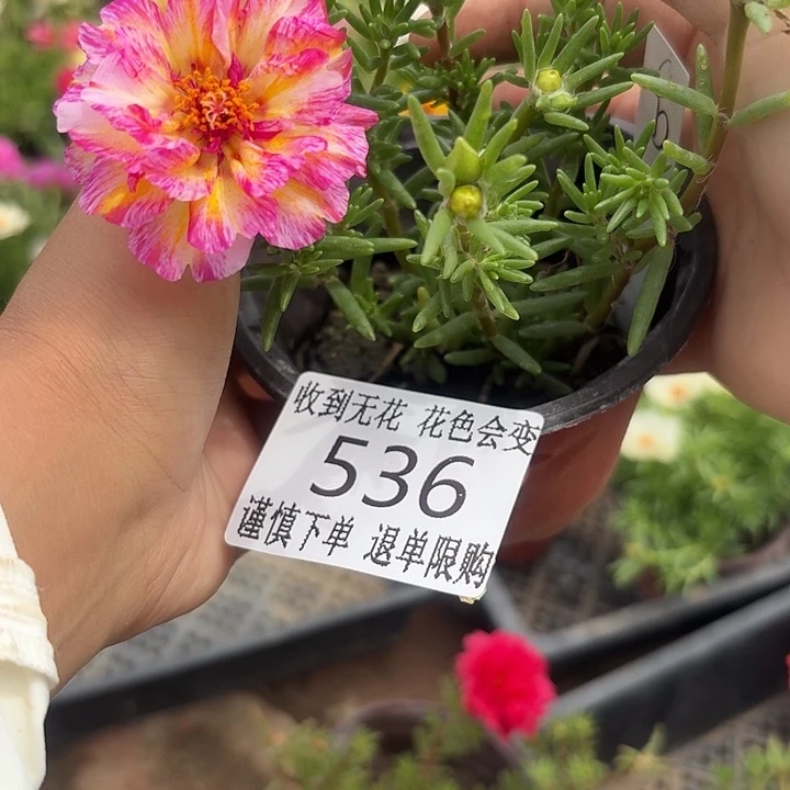 无花朵536超小苗盆口10cm