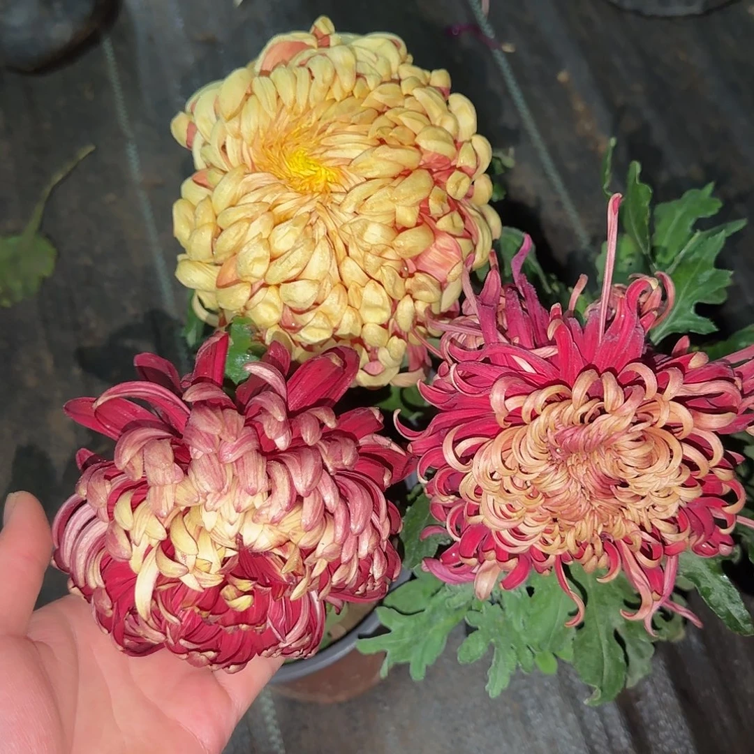 全部花朵K00000001
