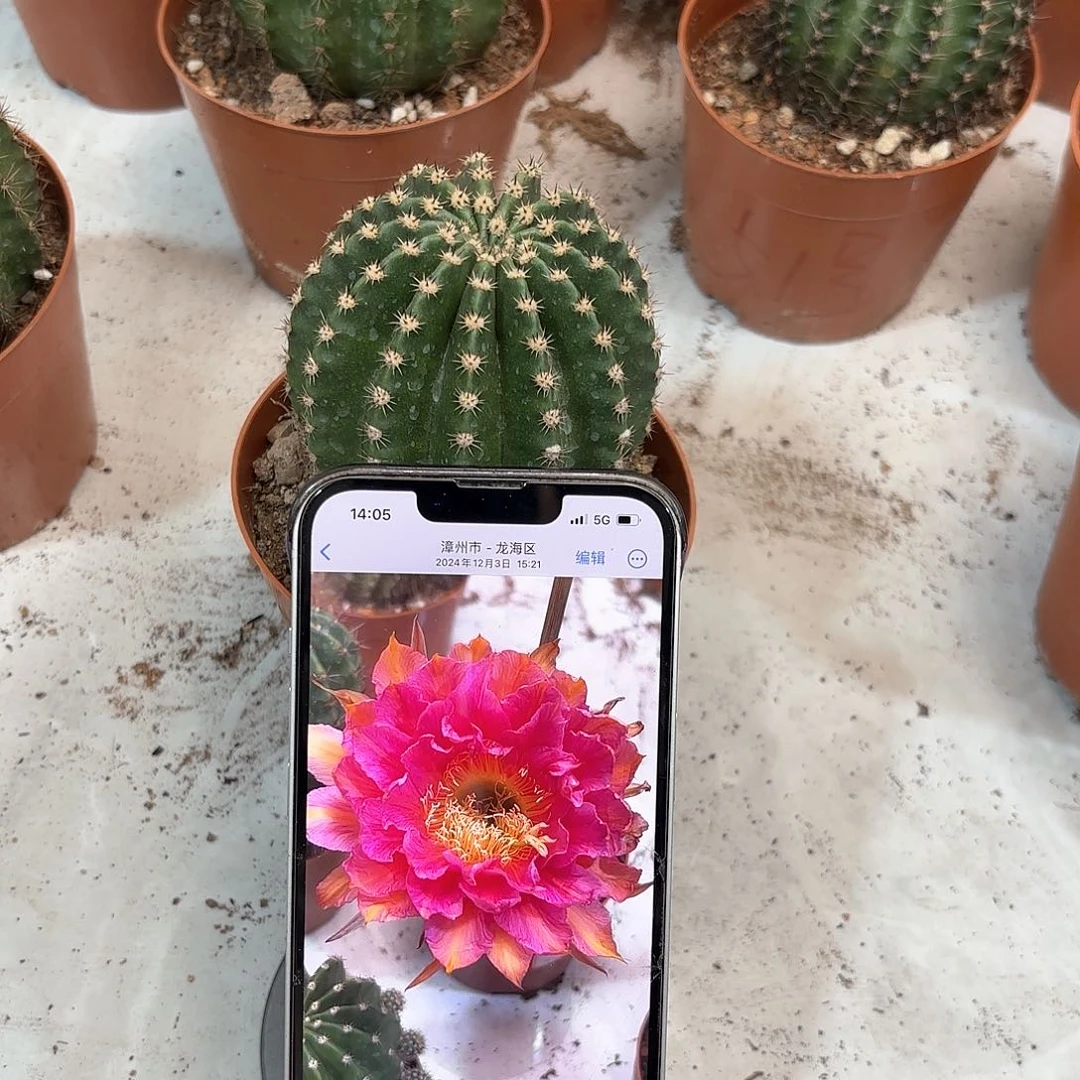 彩草95号7公分左右