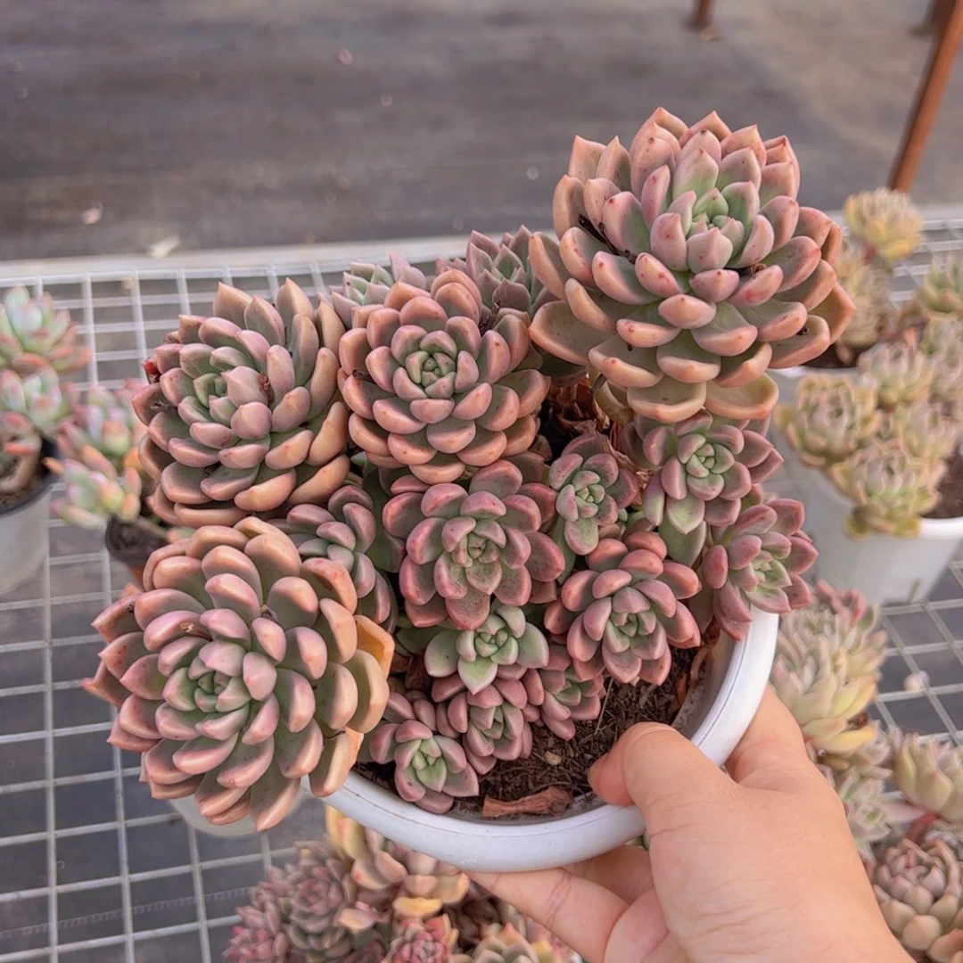 油漆桶多头群生老桩，180杯