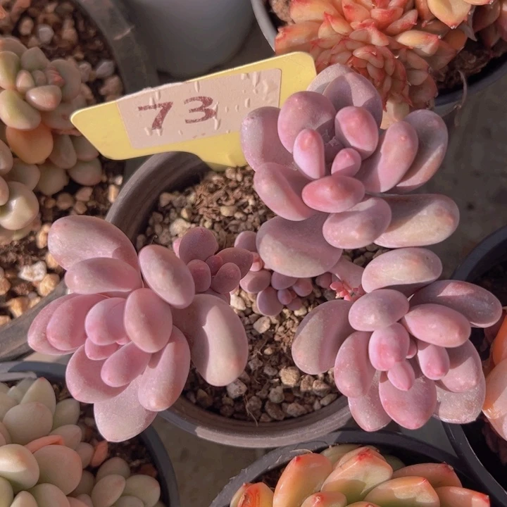 健健康康平平安安