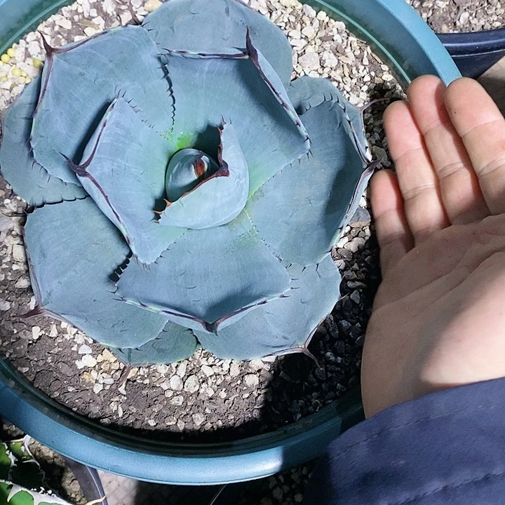 多肉植物龙蛇兰植物