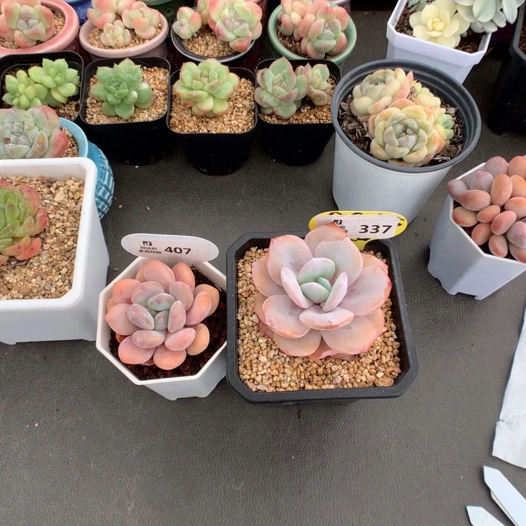 围****337-407 奶茶多肉