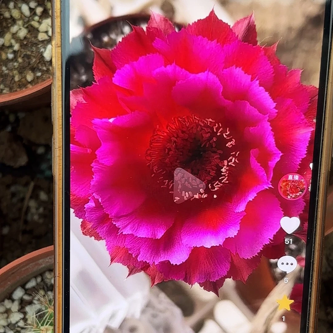 带根热加带根仙人球瑕疵