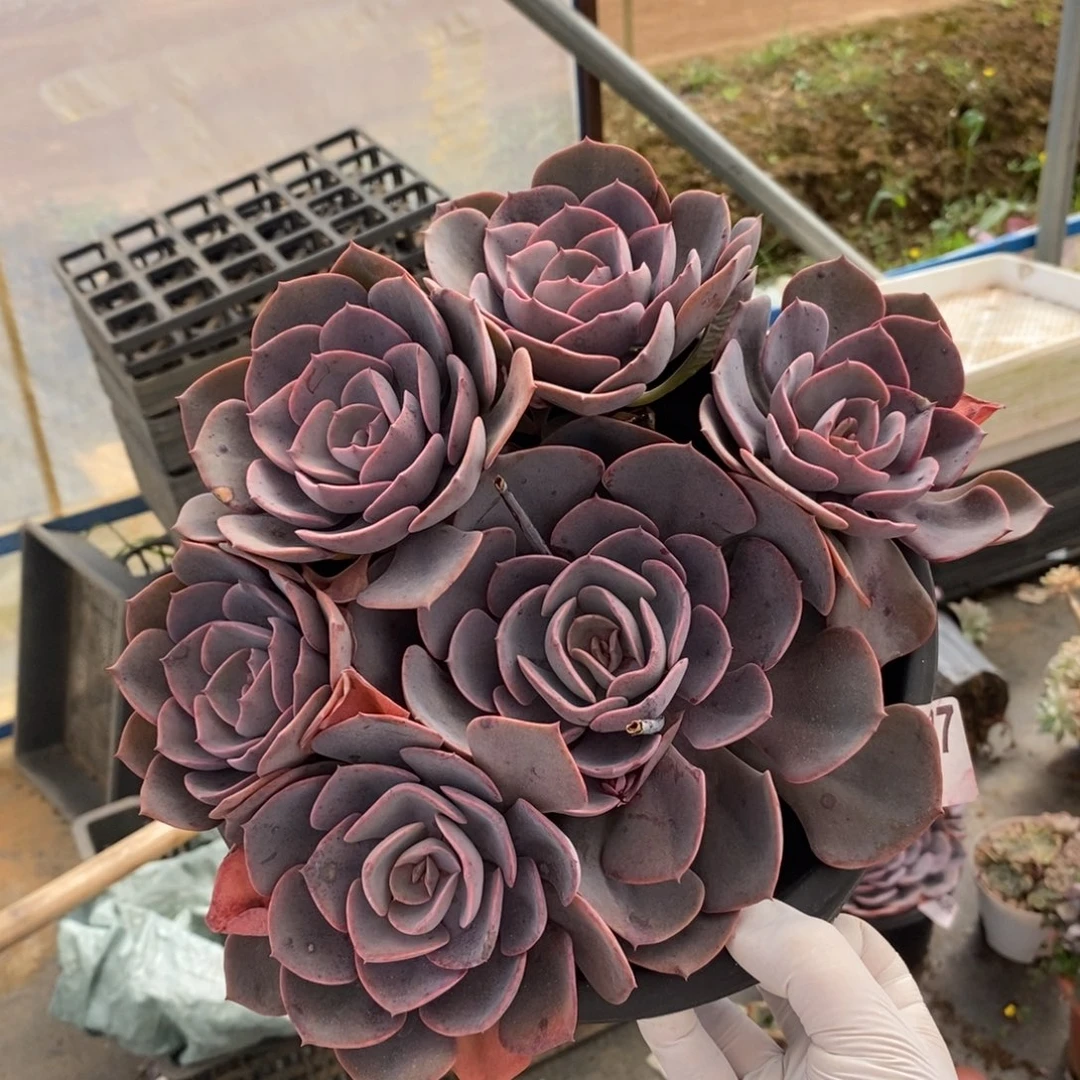 3407尘埃玫瑰一物一拍