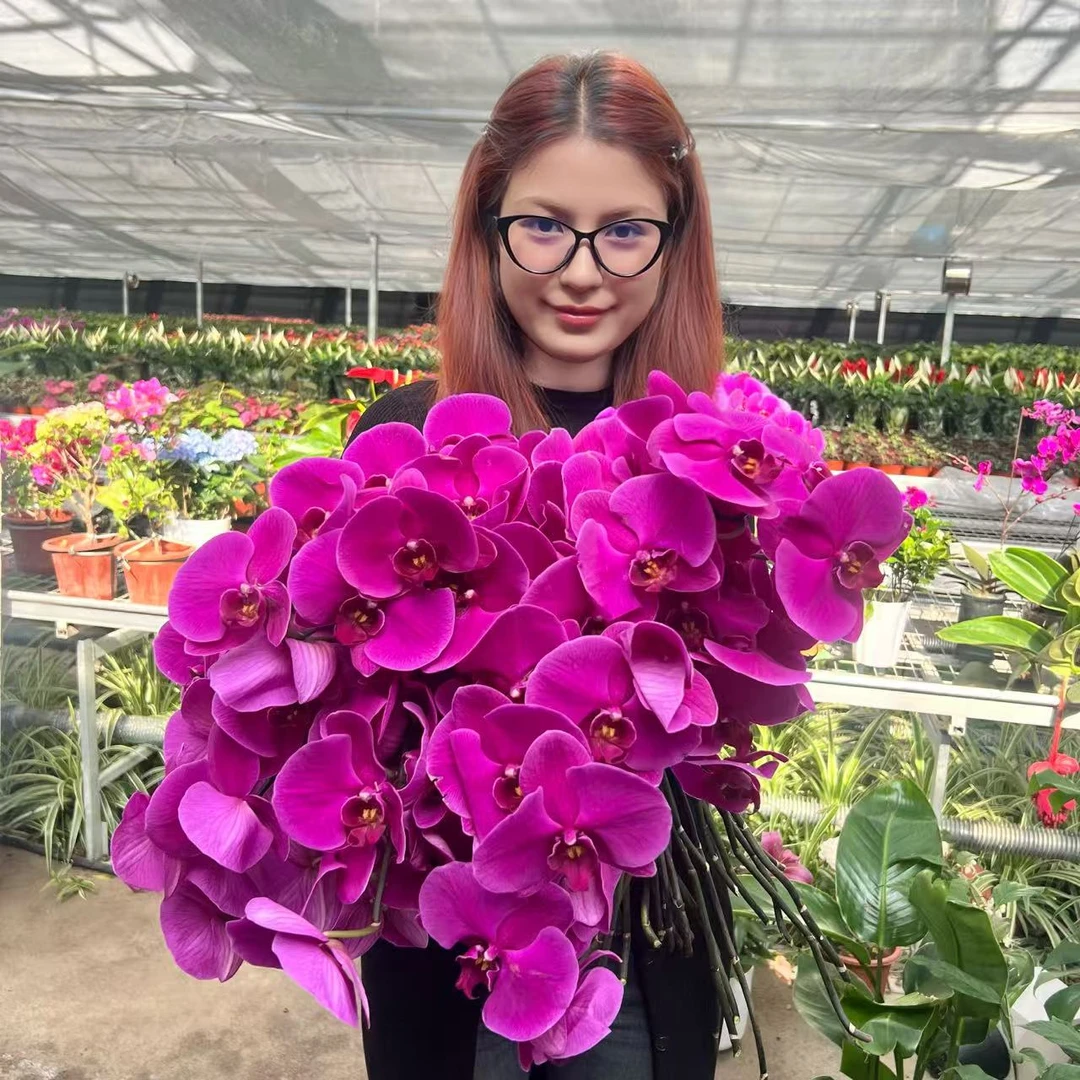 【大辣椒苗】大辣椒蝴蝶兰苗精品蝴蝶兰新婚乔迁