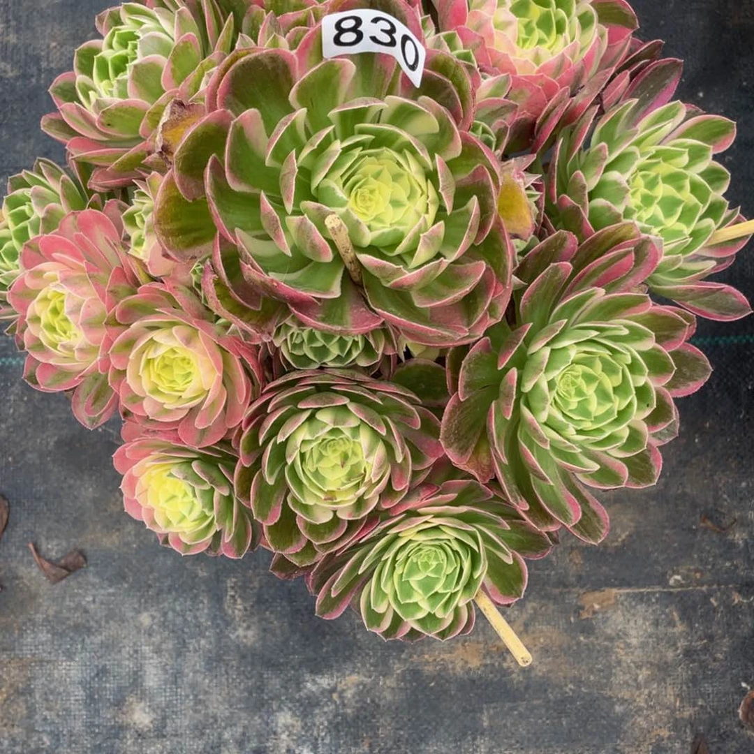 ?*830海仙111111多肉