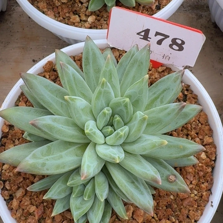 478美人多肉植物