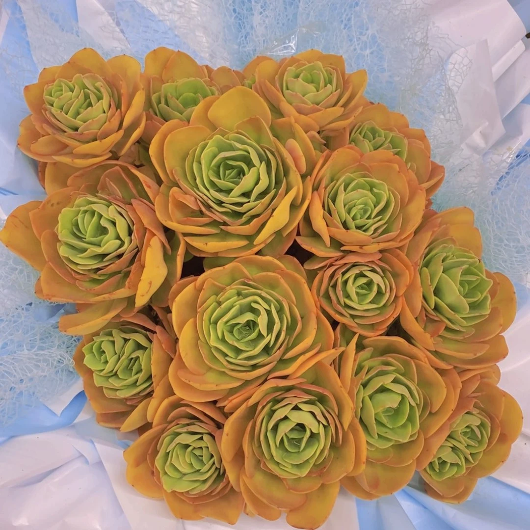 多肉植物多肉之家