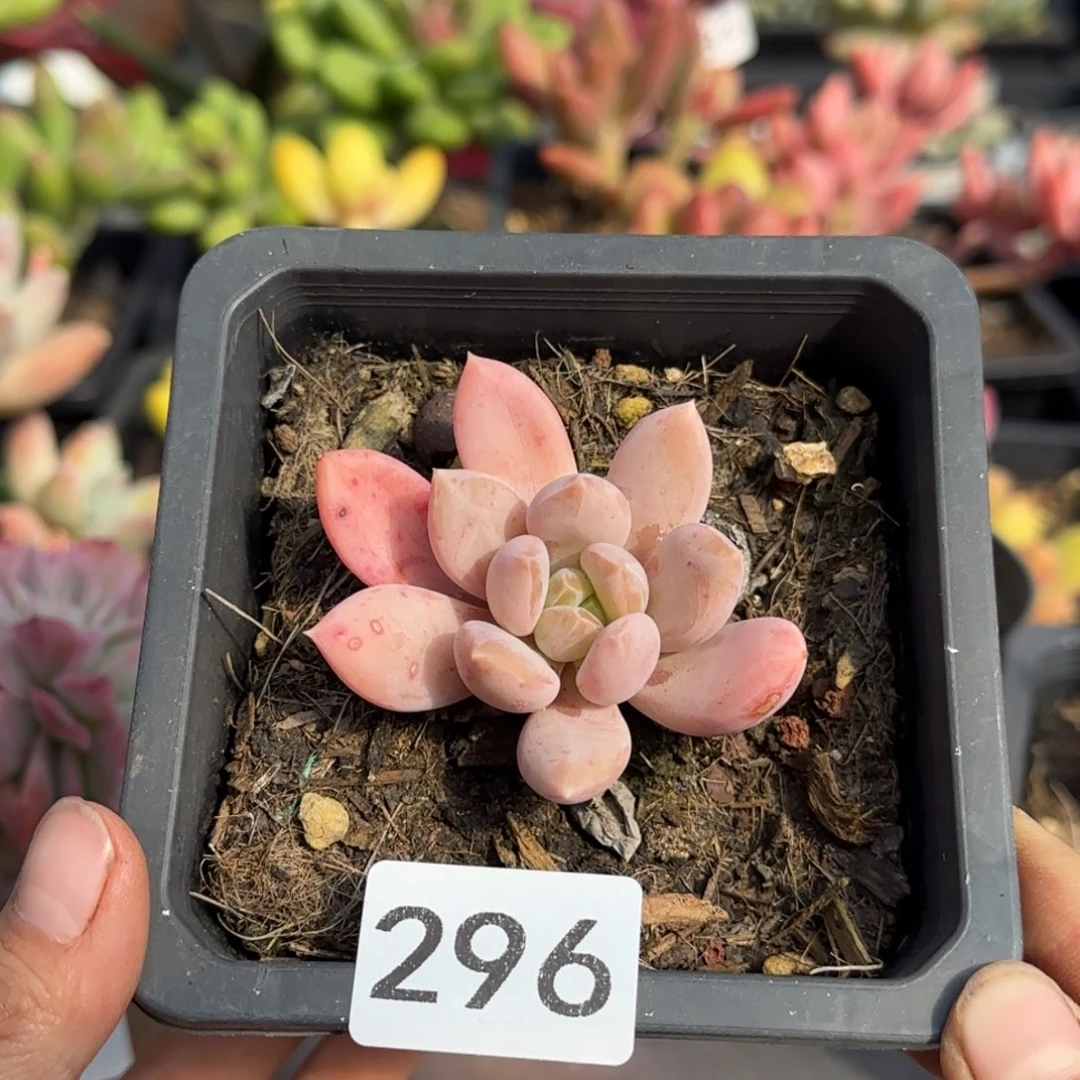 296号 一物一拍 一物一拍