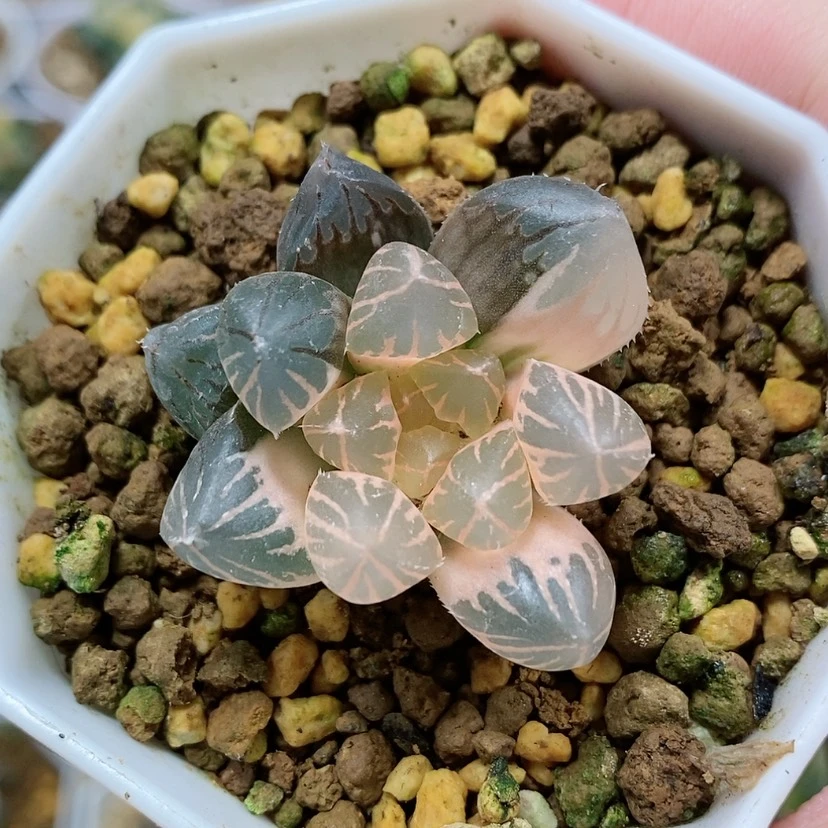 【闪购商品】22糊斑龙爪玉露锦