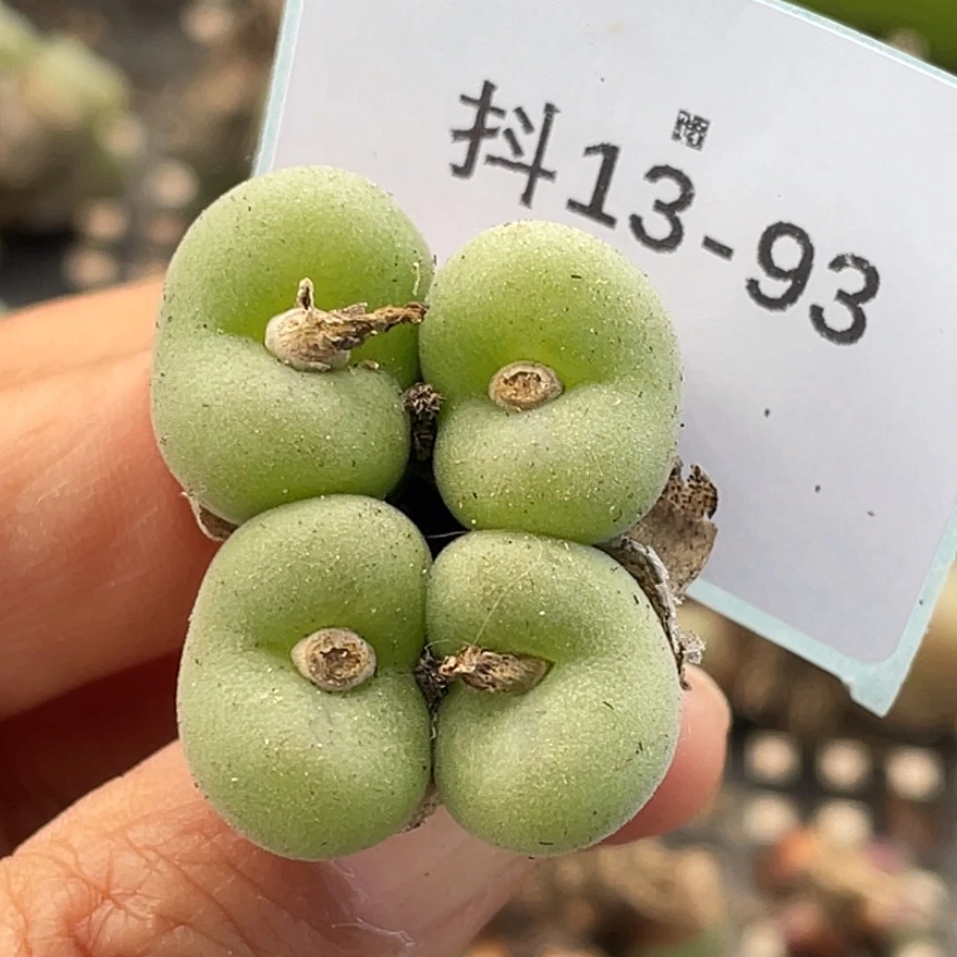 13-93空卡佛多肉植物