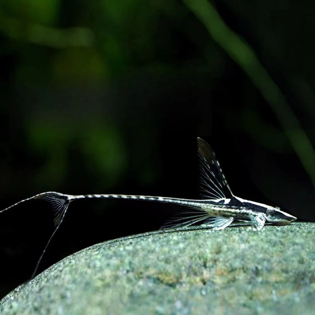 皇冠直升机异型鱼（袋内包损）