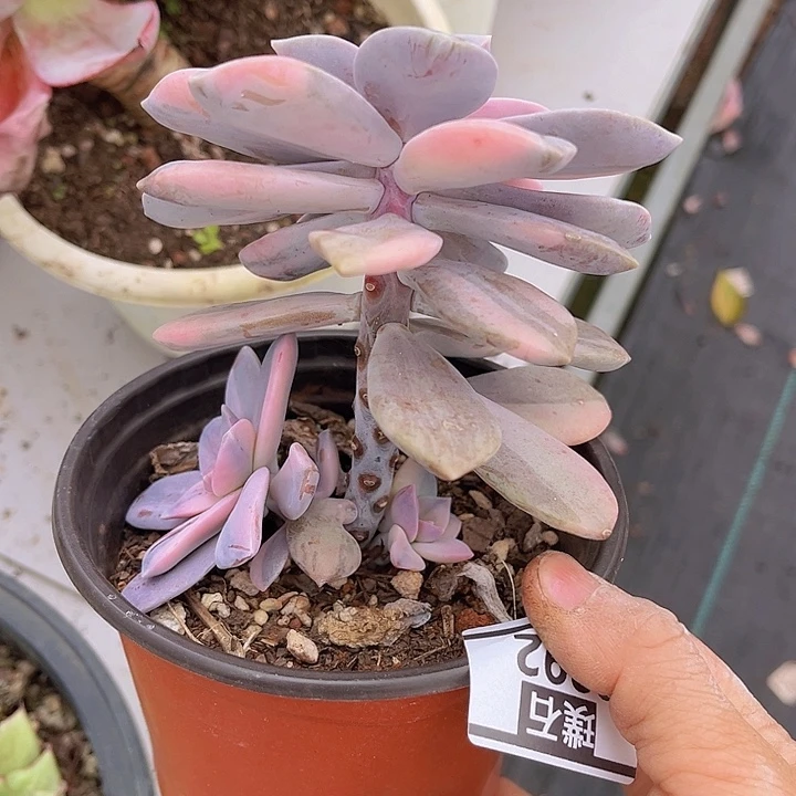 华丽风车锦0292多肉植物