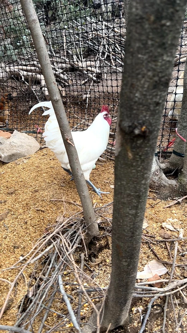 【新鲜宰杀】湖南大山里正宗放养雪峰乌骨鸡（以直播为主）