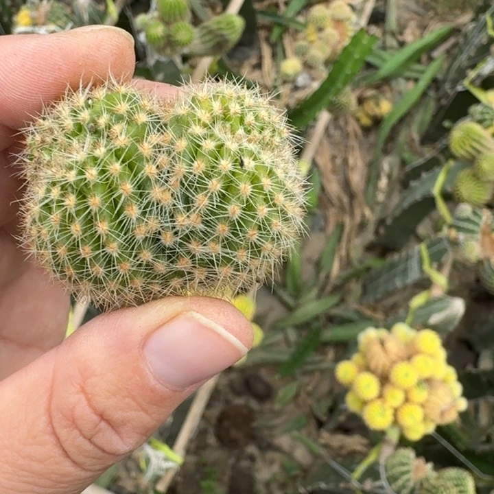 334彩草514.2嫣然无根虫咬