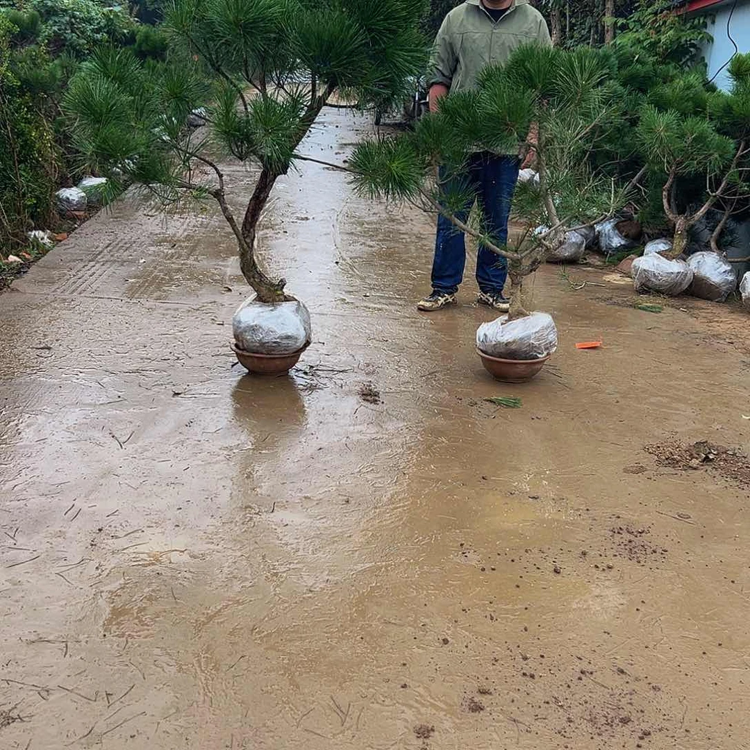 无花朵记**年88888888888