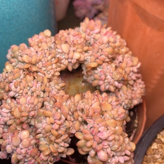 o**星多肉植物的植物