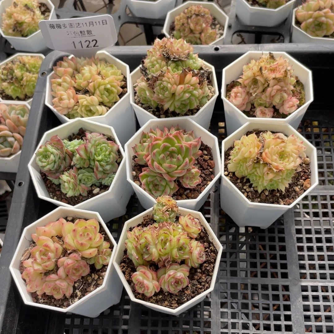 不包整散 盆子不售后1122