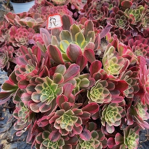 凤冠老桩捧花法师52号