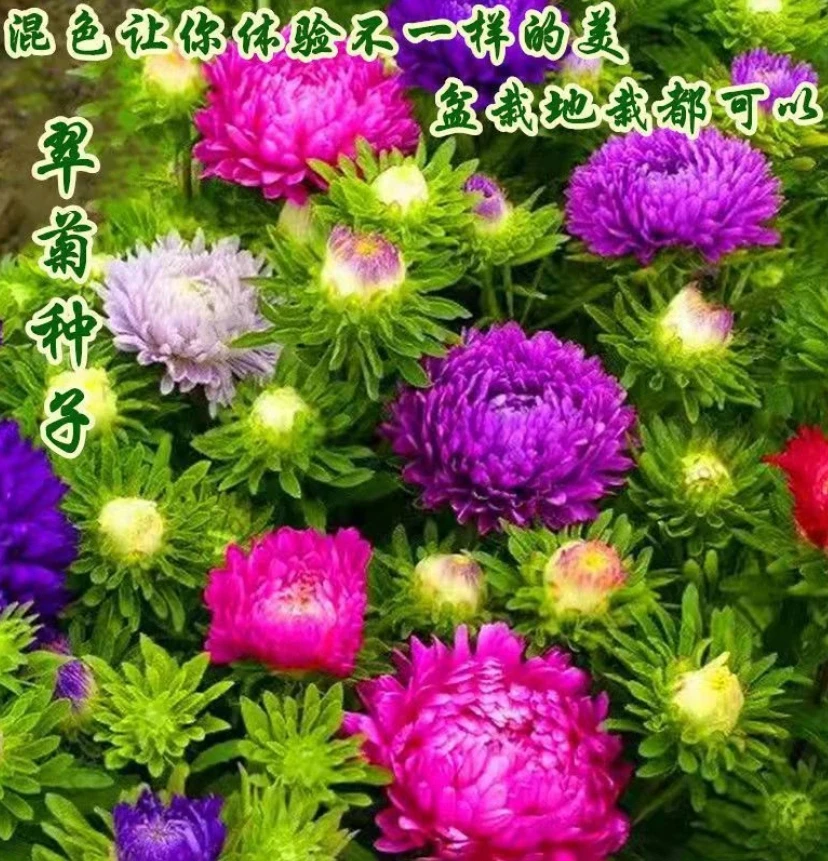 【矮杆混色翠菊种子】四季种植盆栽地栽阳台小院种植