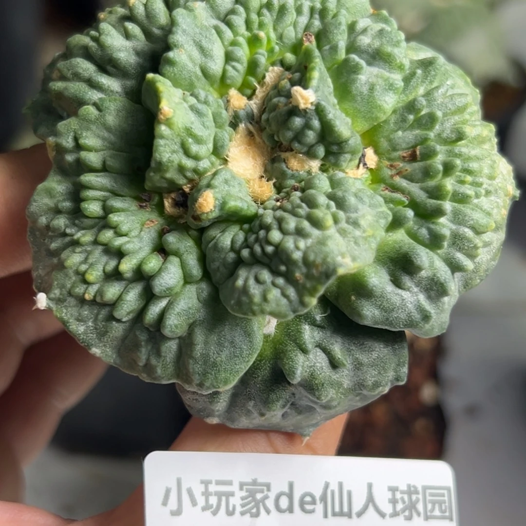 432 仙人球牡丹啊